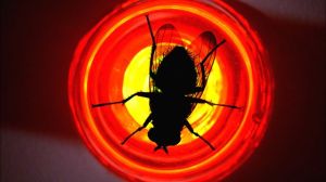 fly_red-smaller